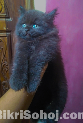 Persian cat.